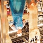 En svinestreg fra Danske Svineproducenter