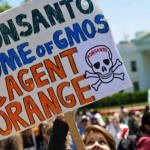 Roundup revurderes af EU: Ingen grund til tryghed