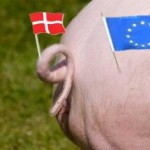 Svin på sprøjten koster 25.000 menneskeliv
