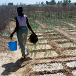 Dansk imperialisme i Afrika: Verdensbanken og Handelsministeriet har en plan