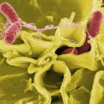 Folkebevægelsen mod EU: Luk grænserne for salmonella-kød