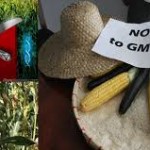 Nye EU-regler åbner op: GMO dyrkning på vej i Danmark?