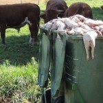 Livsfarlig smitte og en afklædt landbrugslobby