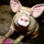 Politik og religion og samfund – Oktober Radio Århus