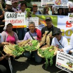 GMO-industrien i ny offensiv for deres ‘Gyldne ris’