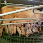 MRSA: Nye politiske skandaler afdækkes dagligt