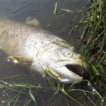 Forskning med mundkurv på – ulovlig men almindelig praksis