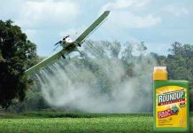 Afgørelse om Roundup afventer til sidste øjeblik: Vil EU diktere en ny tilladelse til Monsanto?