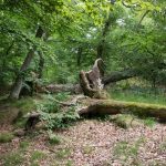 Fup-regeringen slår til igen: ‘Urørte skove’ tømmes for træ