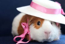 Staten sætter vores DNA-oplysninger til salg – Medicinalindustrien skal vælge danske patienter til forsøg