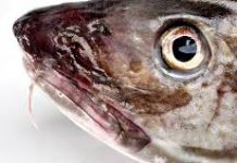 Verdens mindst korrupte land: Løkke og kvotekongerne