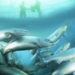 Nedbrud i norsk lakseopdræt ved Ringkøbing Fjord koster 227.000 fisk livet