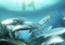 Nedbrud i norsk lakseopdræt ved Ringkøbing Fjord koster 227.000 fisk livet