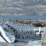 Kulturforslag fra Filmstriben: Leviathan en russisk dramafilm