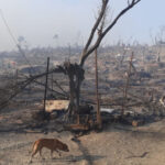 Moria-lejren nedbrændt: Også Danmark må tage imod flygtninge