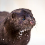 Oktober Radio: Smitteudbrud blandt migrantarbejdere udstiller manglerne i sygdomsforebyggelse