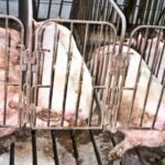 Det kapitalistiske landbrug er rugekasse for pandemier