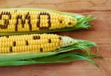 EU åbner for genmodificerede fødevarer – GMO