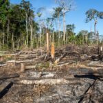 Danmark brænder verdens skove af i klimaets navn