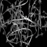 Tunesiens version af populisme