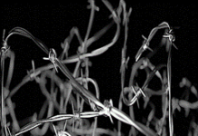 Tunesiens version af populisme