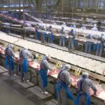 Danish Crown slagtede de 800 arbejdspladser i Sæby af rene profithensyn