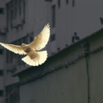 Hellere en imperialistisk fred end fortsat imperialistisk krig