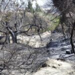 Skovbrande er ikke en naturkatastrofe, men en politisk katastrofe