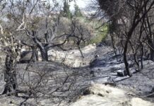 Skovbrande er ikke en naturkatastrofe, men en politisk katastrofe